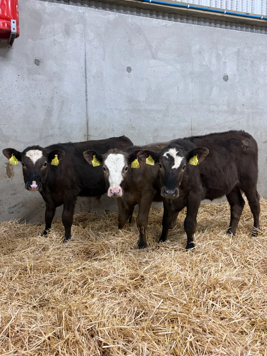 3 Reared Angus Calves - Image 1