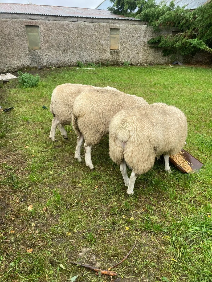 Belclare PBR Ram Lambs - Image 1