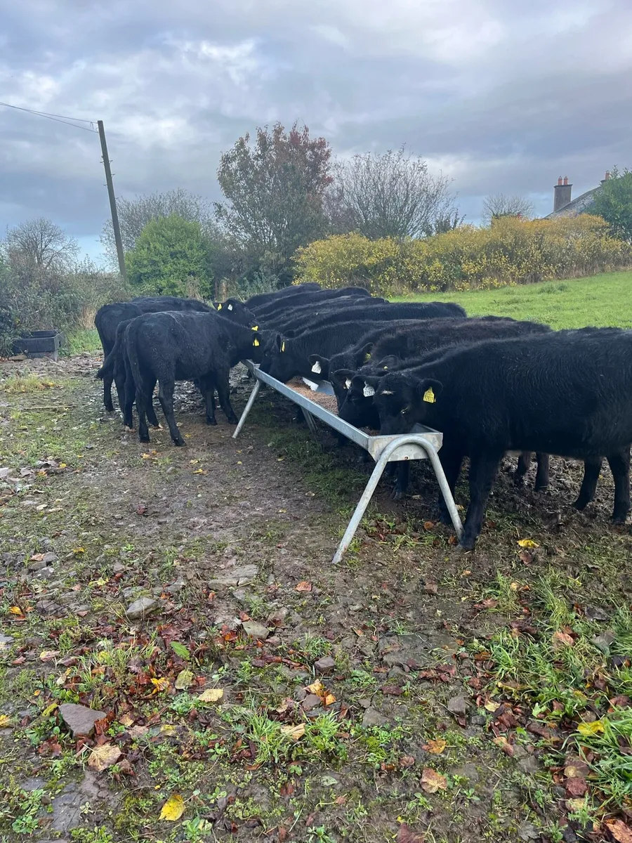Weanlings - Image 1
