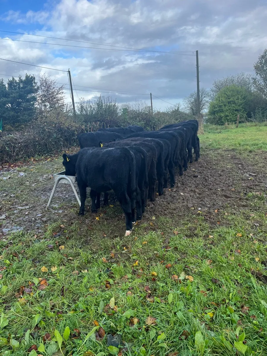 Weanlings - Image 2