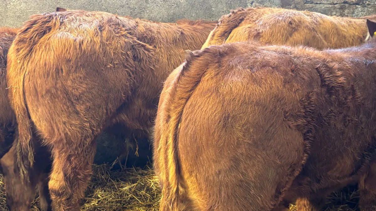 ⭐️ 5 Red Limousin Bull Weanlings ⭐️ - Image 4