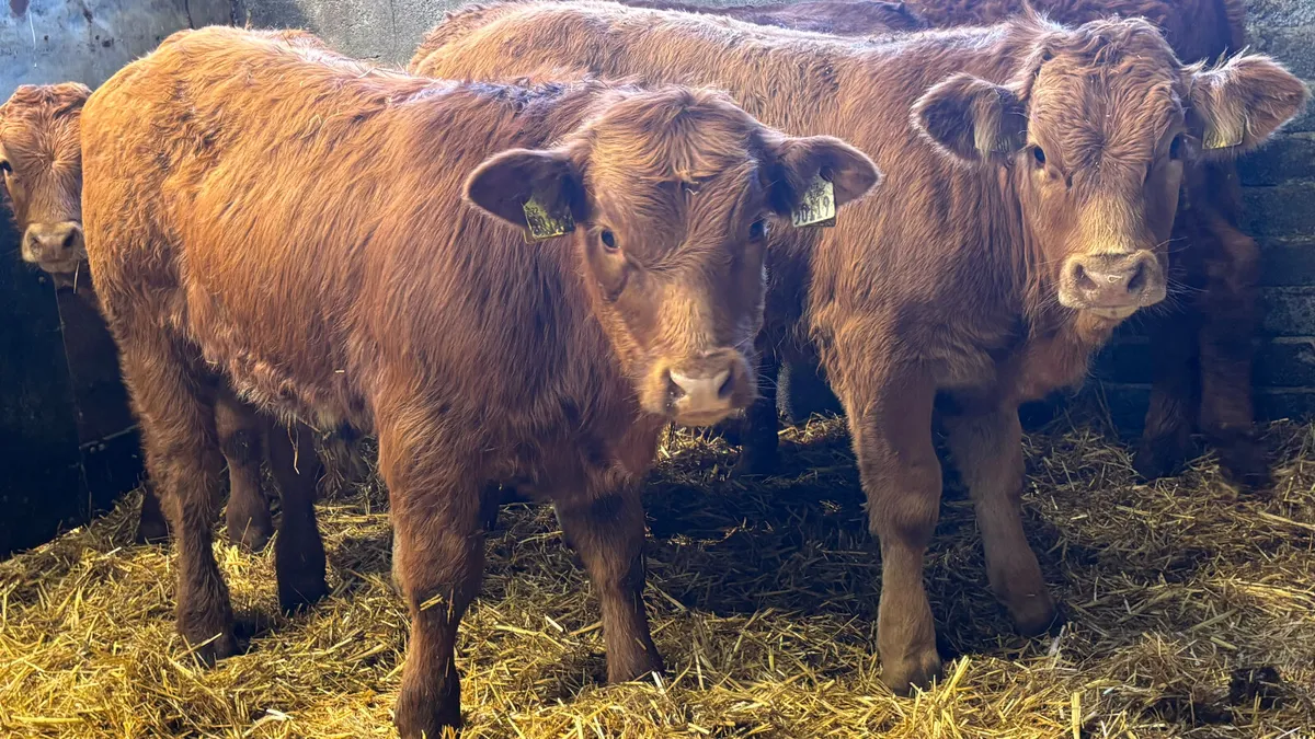 ⭐️ 5 Red Limousin Bull Weanlings ⭐️ - Image 3