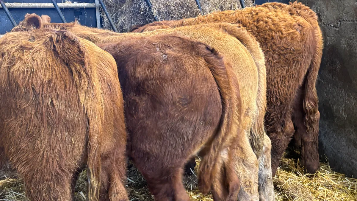 ⭐️ 5 Red Limousin Bull Weanlings ⭐️ - Image 2