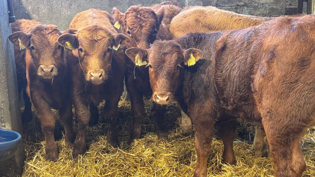 ⭐️ 5 Red Limousin Bull Weanlings ⭐️ - Image 1