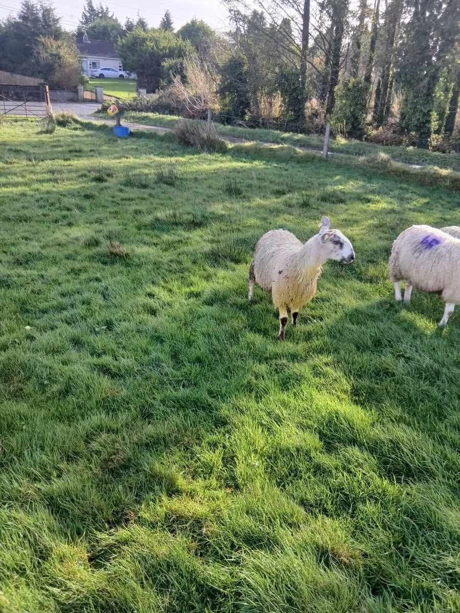 Ram lamb - Image 2