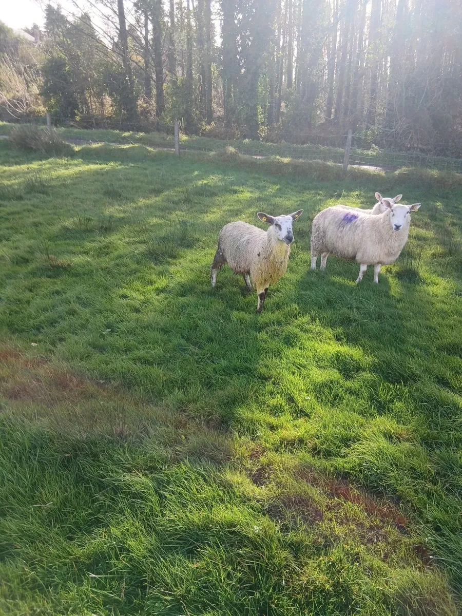 Ram lamb - Image 3