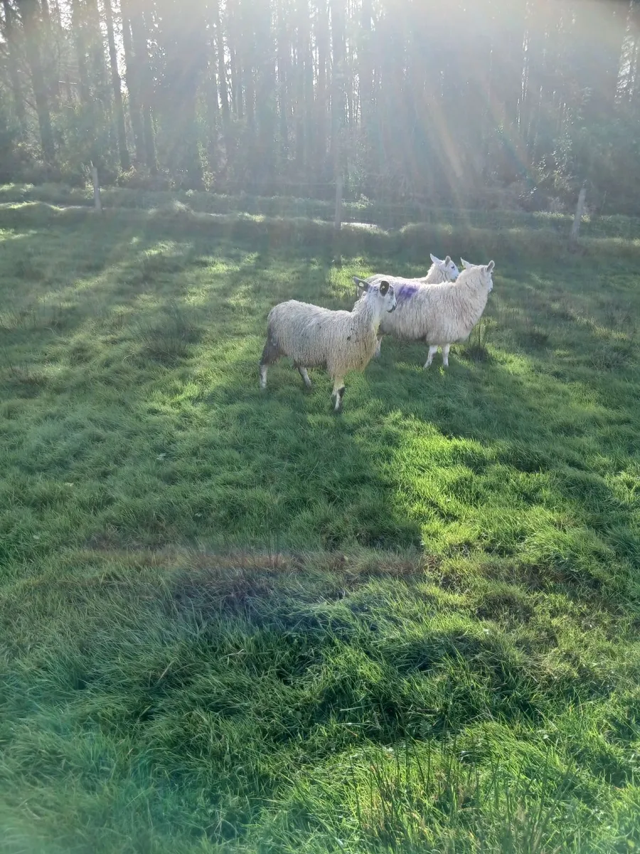 Ram lamb - Image 4