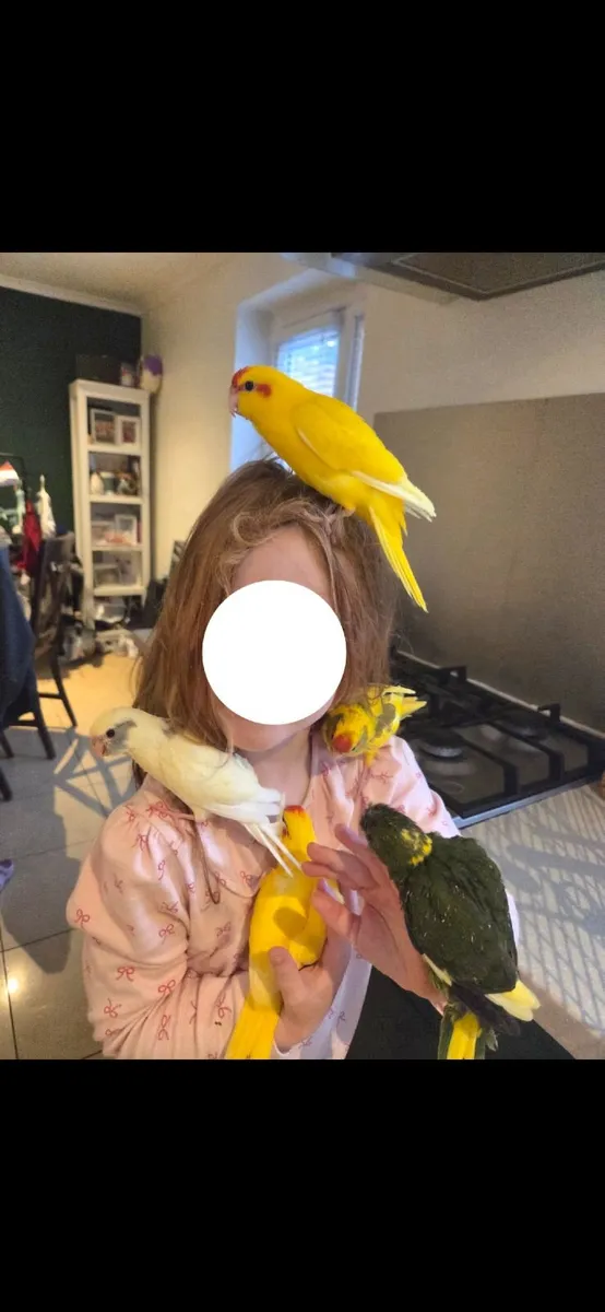 Hand reared kakariki chicks 🦜 - Image 1