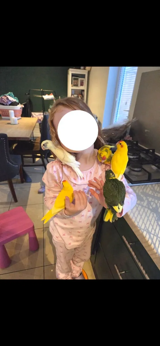 Hand reared kakariki chicks 🦜 - Image 2