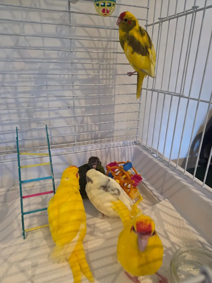 Hand reared kakariki chicks 🦜 - Image 3