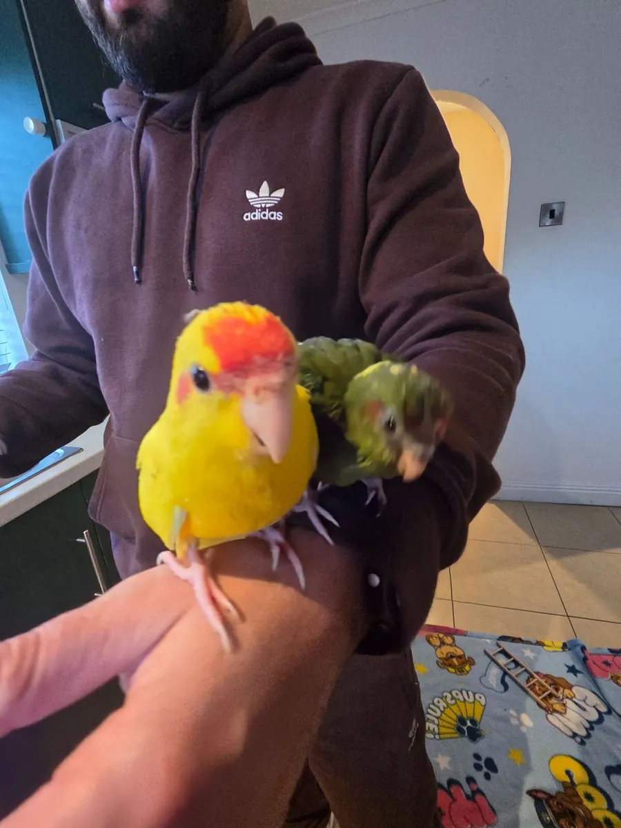 Hand reared kakariki chicks 🦜 - Image 4
