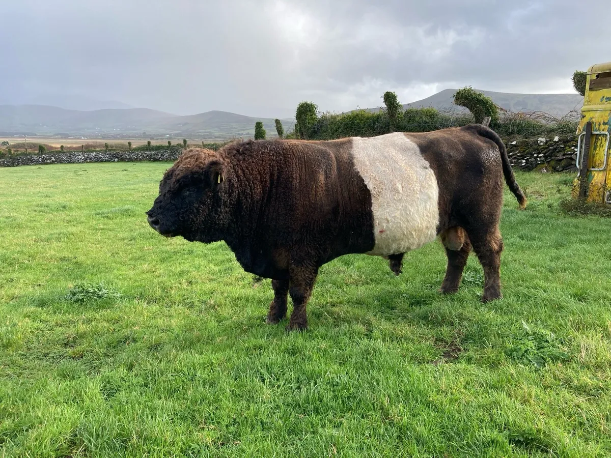 PBR Belted Galloway Bull - Image 2