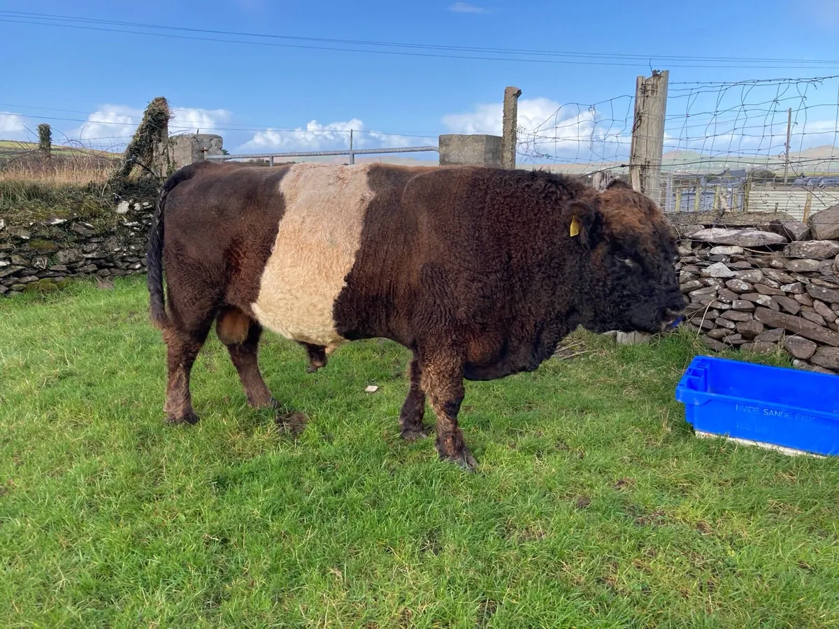 PBR Belted Galloway Bull - Image 3