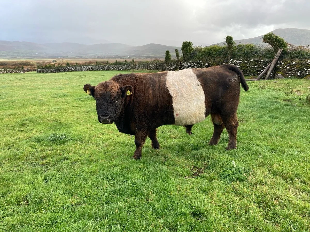 PBR Belted Galloway Bull - Image 1