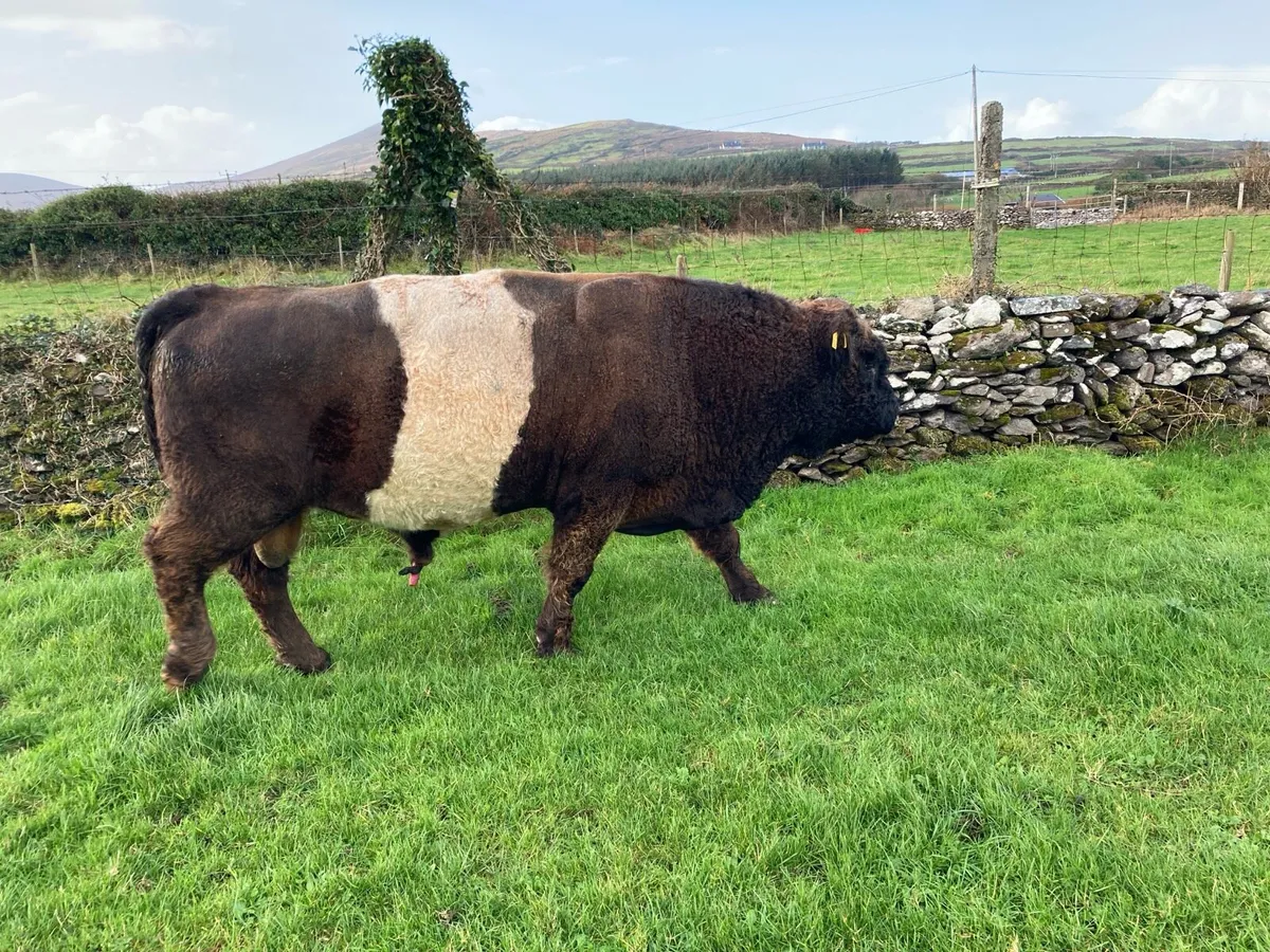 PBR Belted Galloway Bull - Image 4