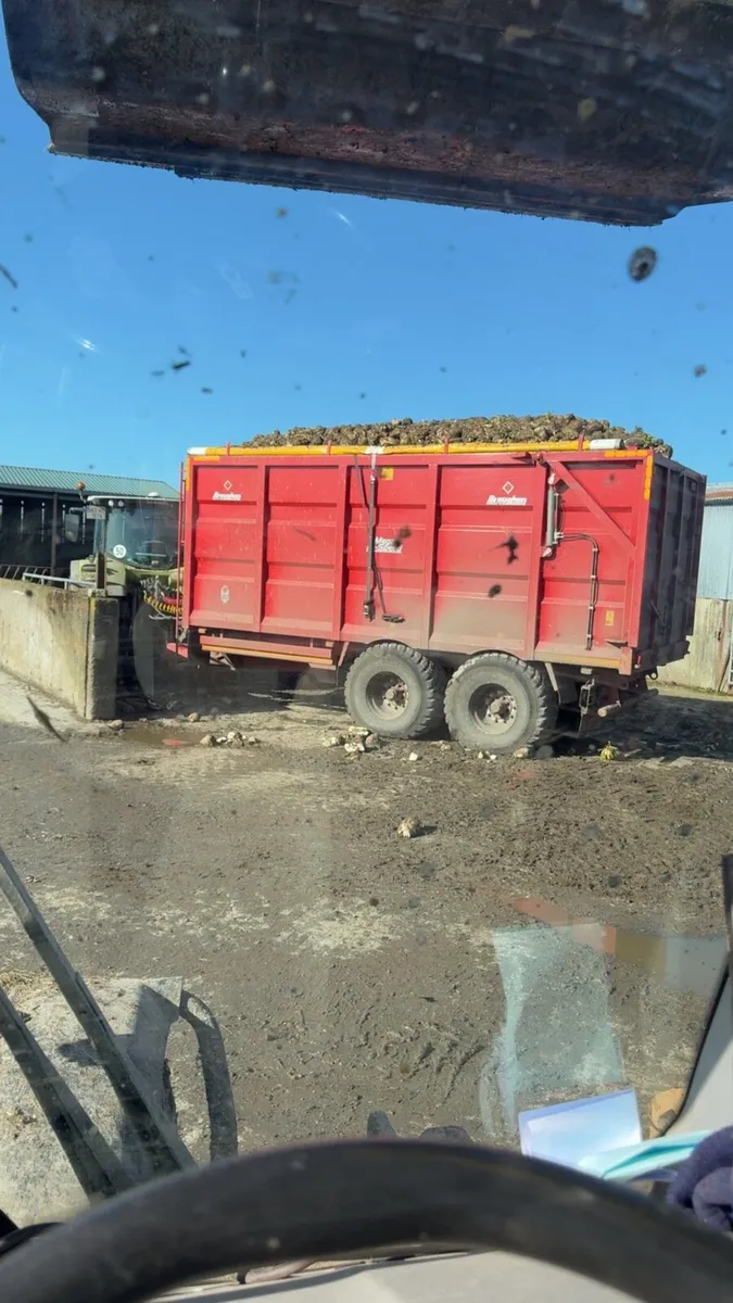 Beet for sale - Image 3