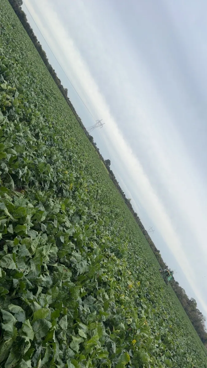 Beet for sale - Image 1