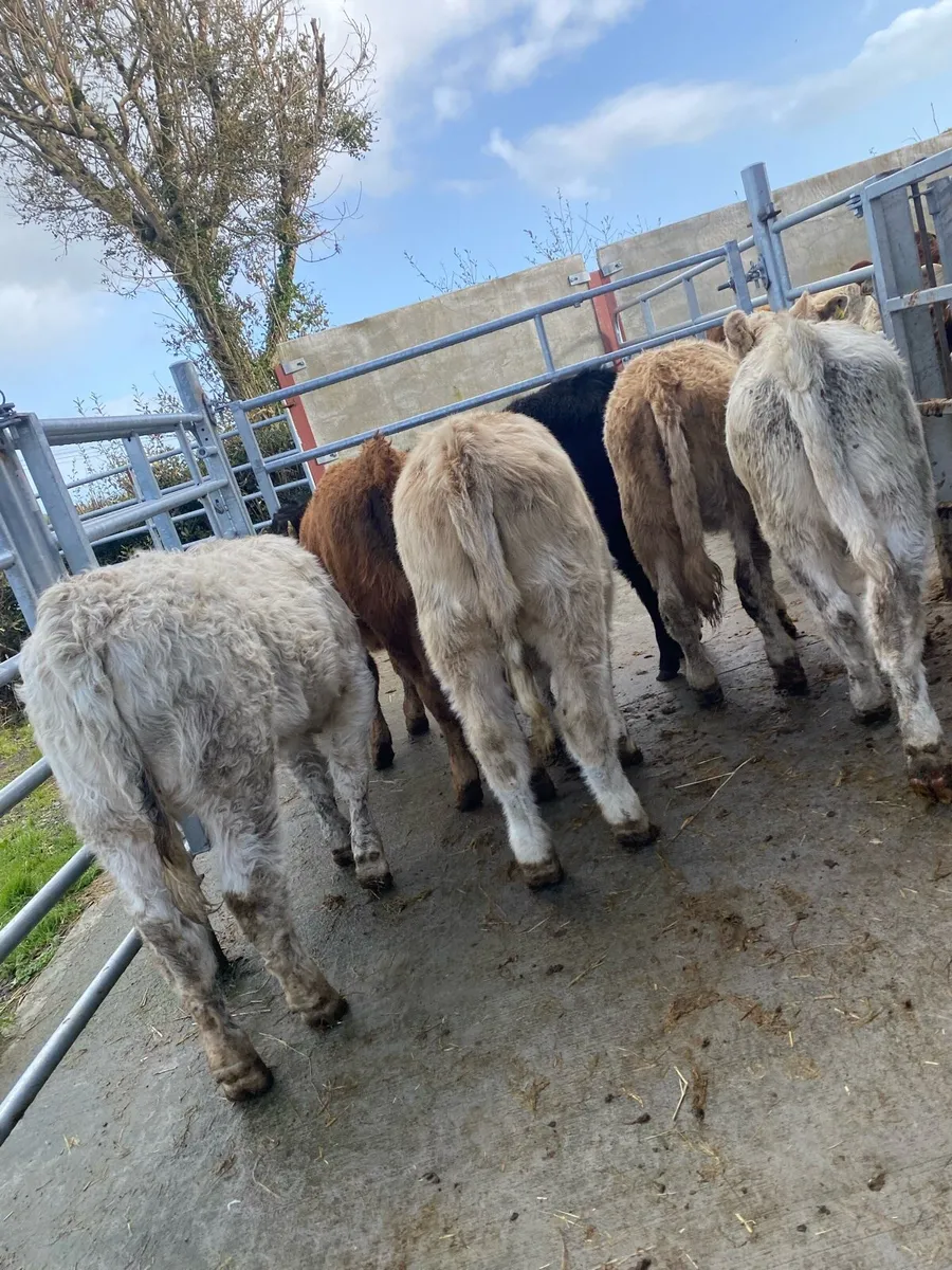 6 super suckler bred heifer weanlings - Image 1