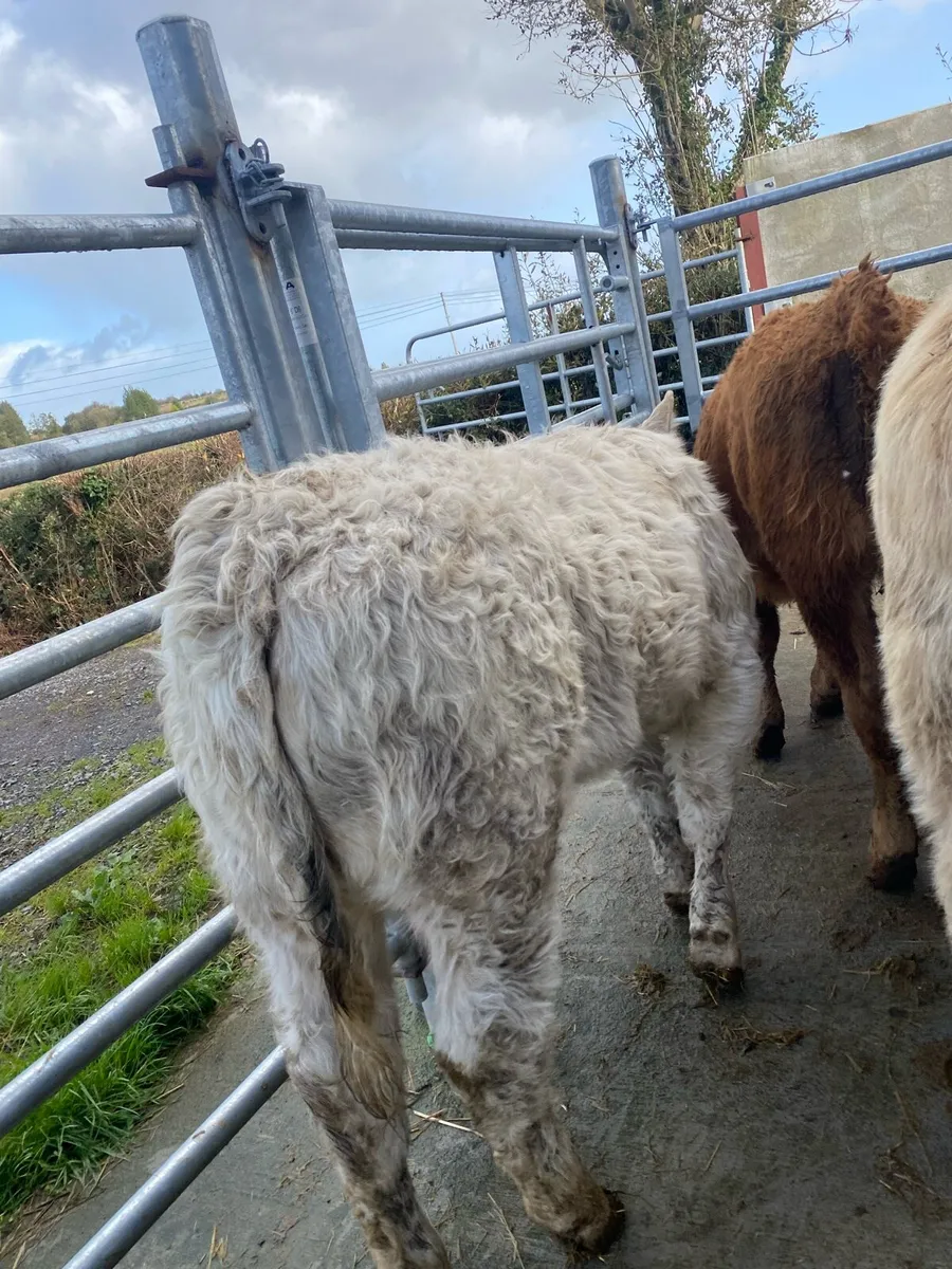 6 super suckler bred heifer weanlings - Image 2