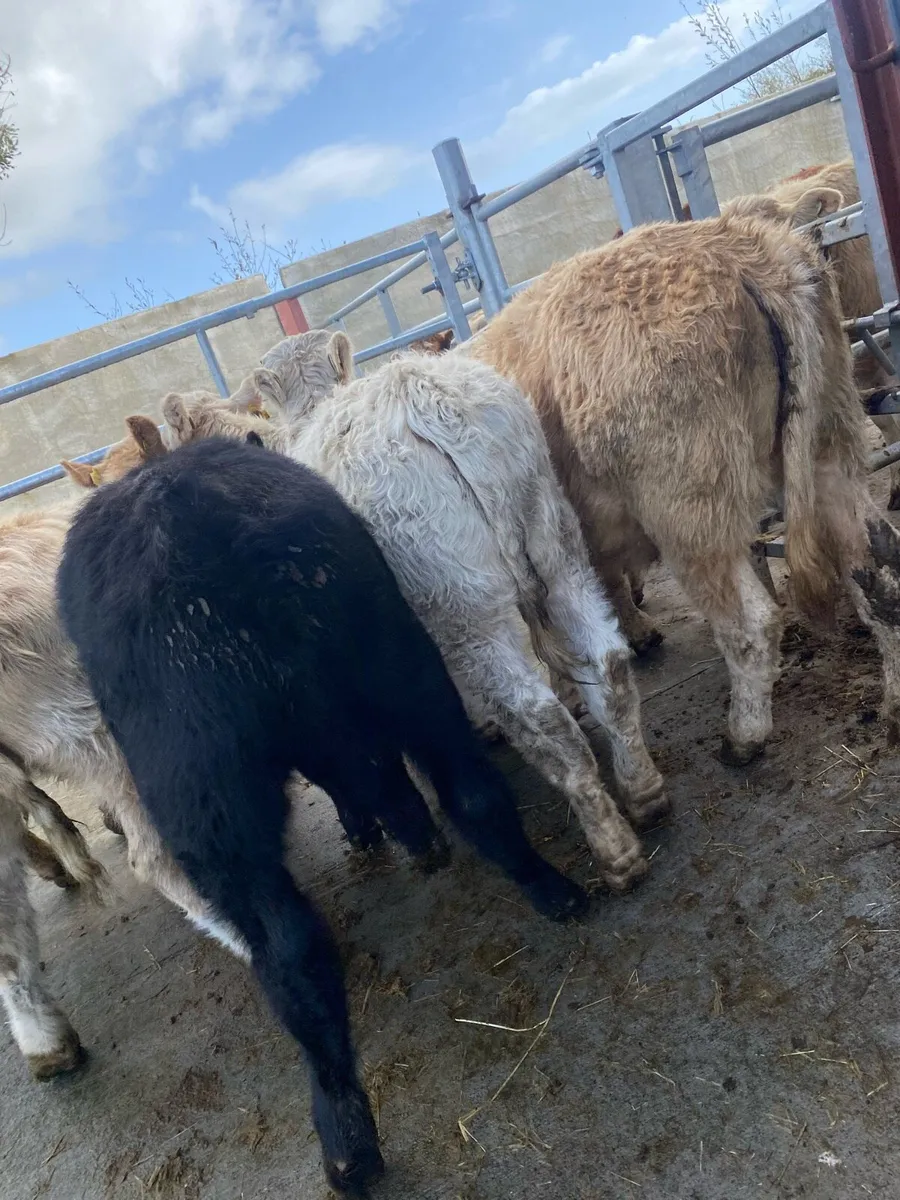 6 super suckler bred heifer weanlings - Image 4