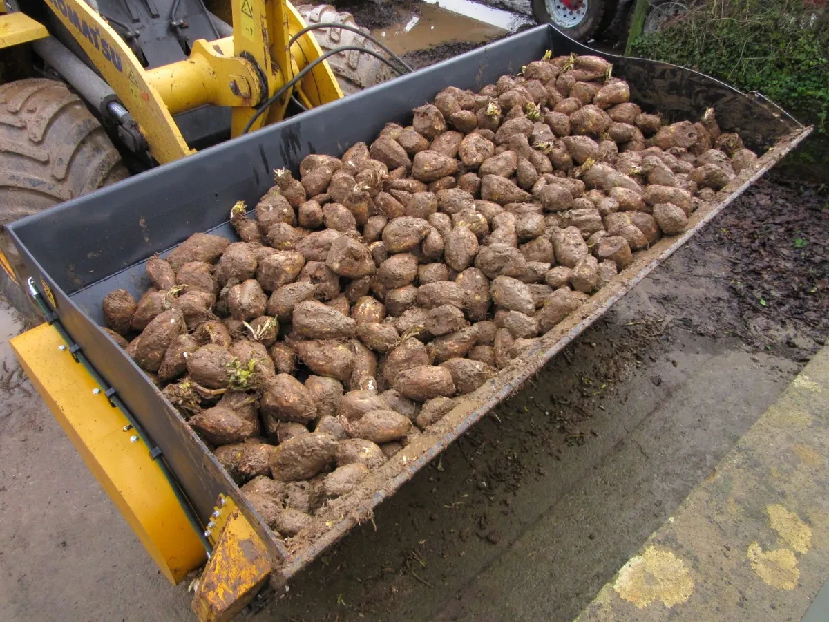 Campion Beet Washer - Image 3