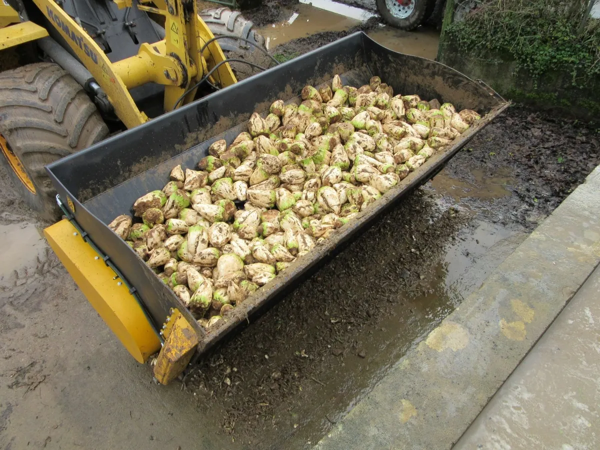 Campion Beet Washer - Image 4