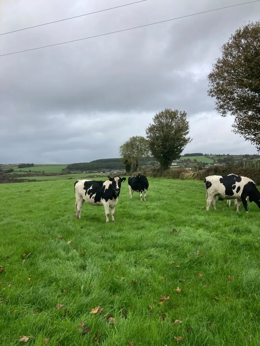 44PBR SPRING CALVING HEIFERS @GORTALEA 28/10/26 - Image 2