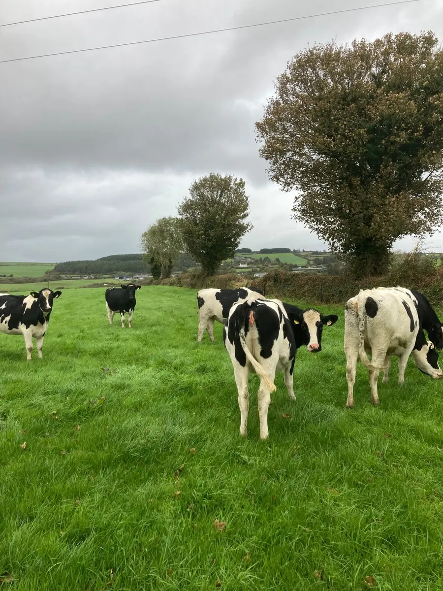 44PBR SPRING CALVING HEIFERS @GORTALEA 28/10/26 - Image 3