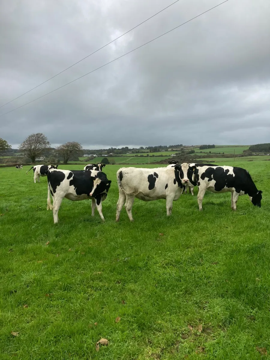 44PBR SPRING CALVING HEIFERS @GORTALEA 28/10/26 - Image 1