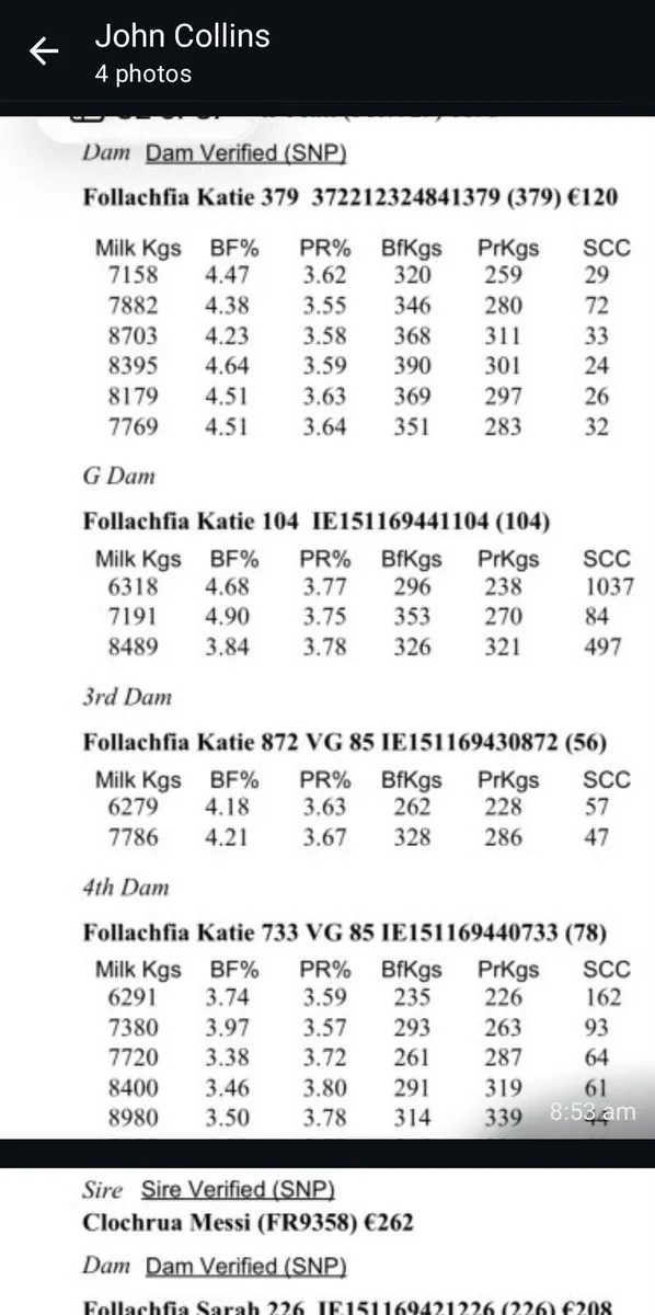 44PBR SPRING CALVING HEIFERS @GORTALEA 28/10/26 - Image 4