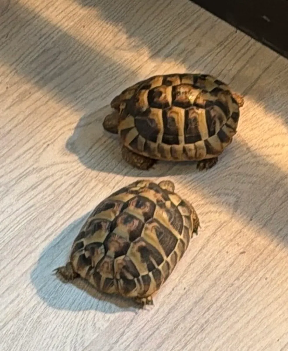 Various reptiles & fish - Image 1