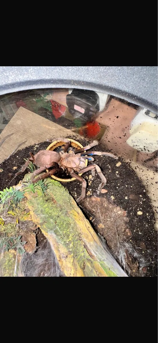 Various reptiles & fish - Image 2