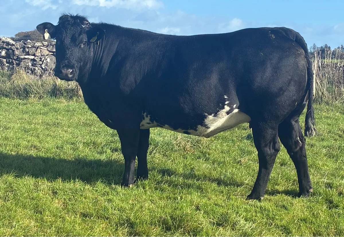 12 Incalf Heifers Saturday 31st Oct - Image 1