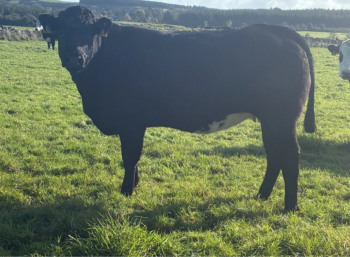 12 Incalf Heifers Saturday 31st Oct - Image 4