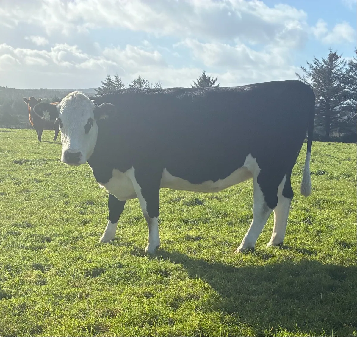 12 Incalf Heifers Saturday 31st Oct - Image 2