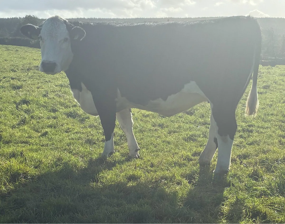 12 Incalf Heifers Saturday 31st Oct - Image 3