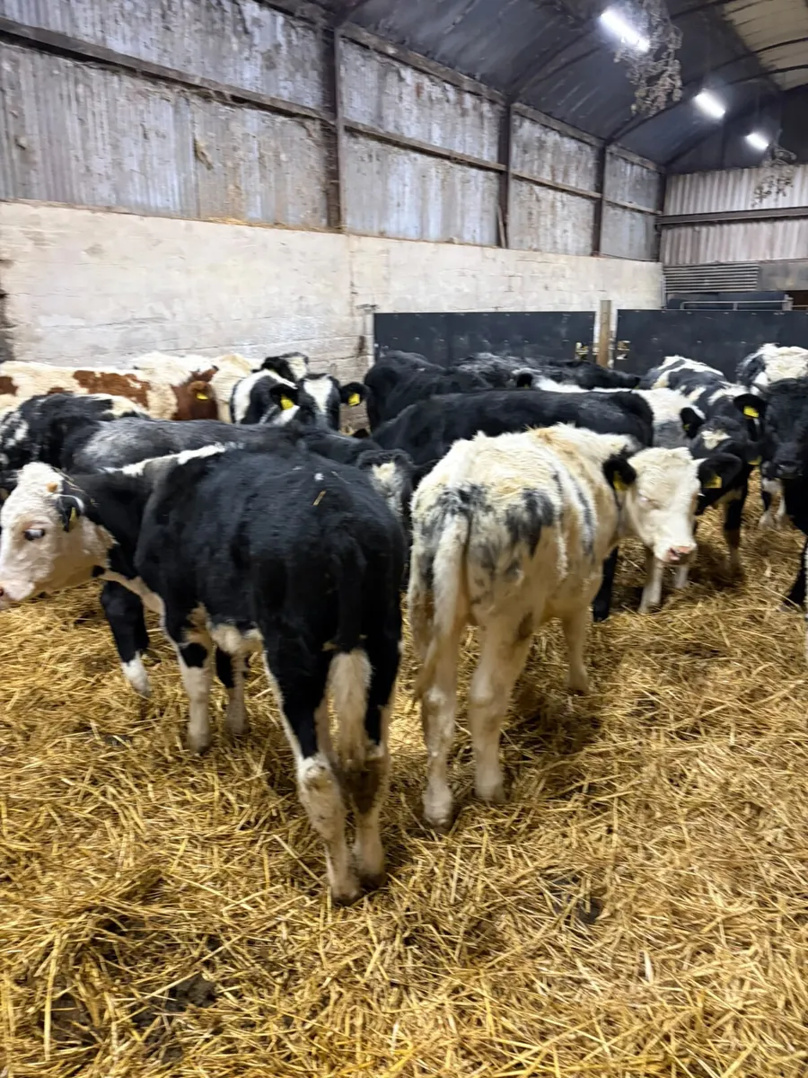 Blue lim and sim bulls - Image 3