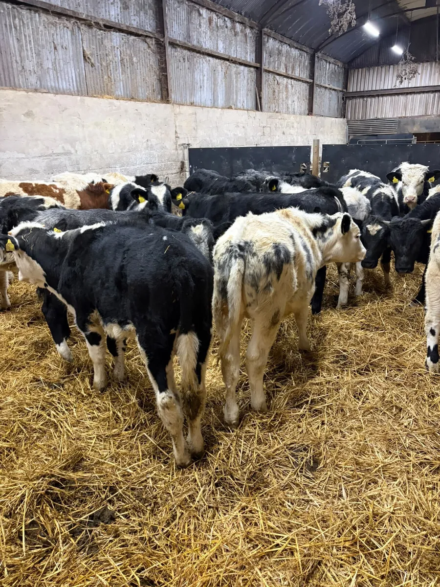 Blue lim and sim bulls - Image 2