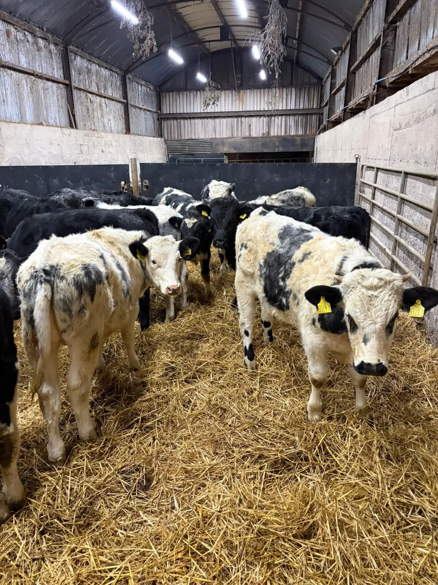 Blue lim and sim bulls - Image 1