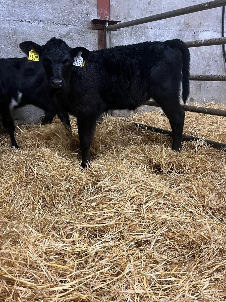 6 Heifer Calves - Image 2