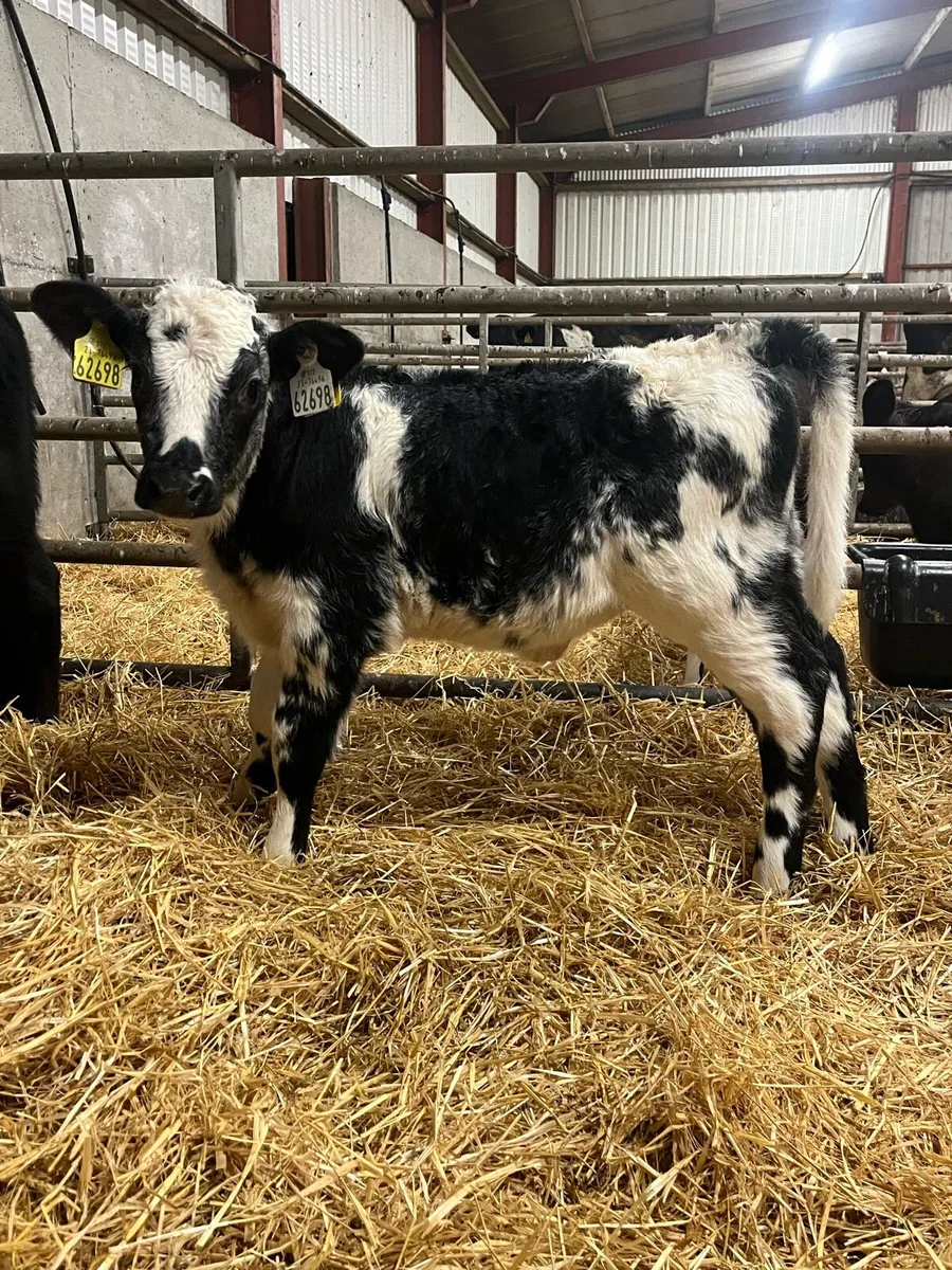 6 Heifer Calves - Image 3