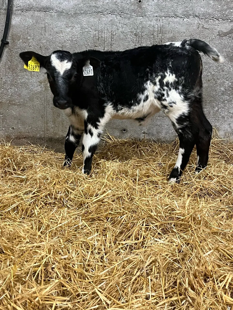 6 Heifer Calves - Image 1