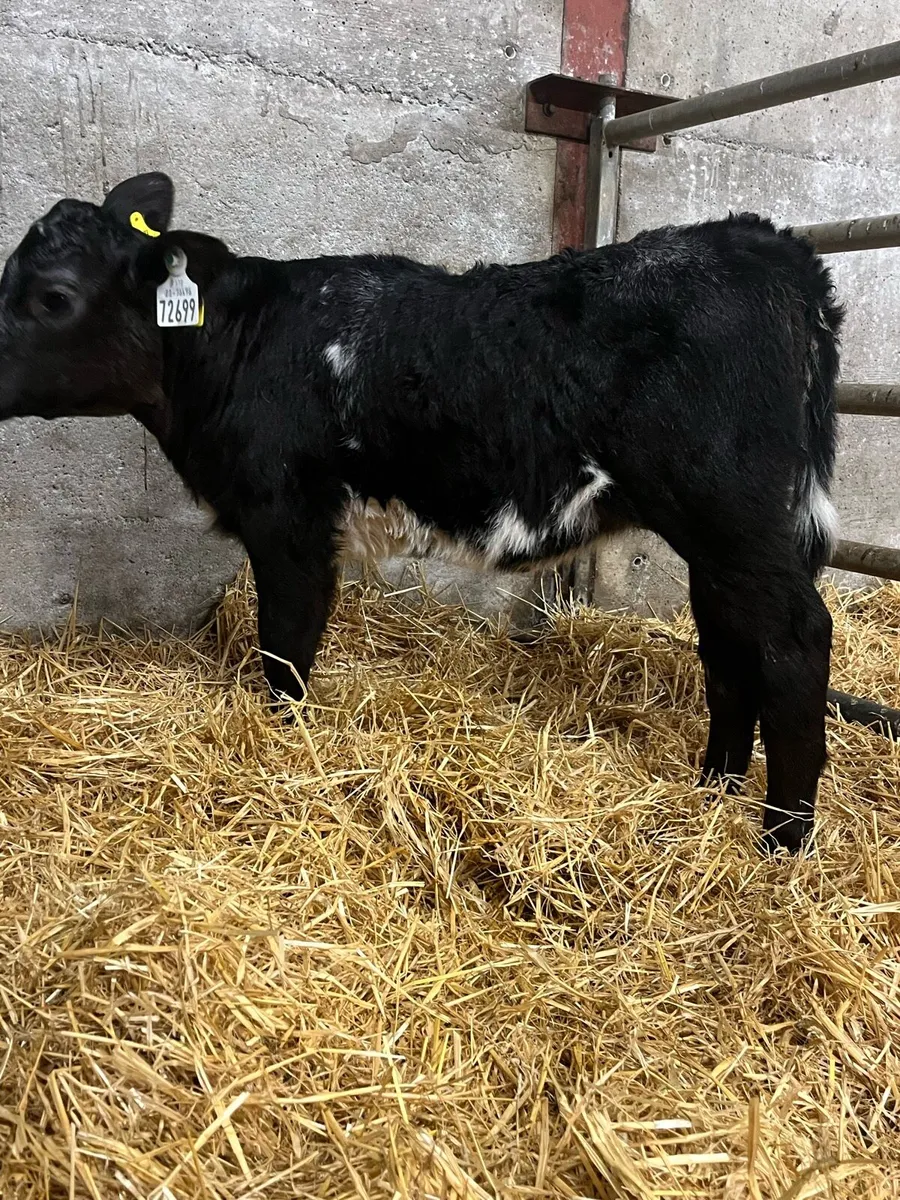 6 Heifer Calves - Image 4