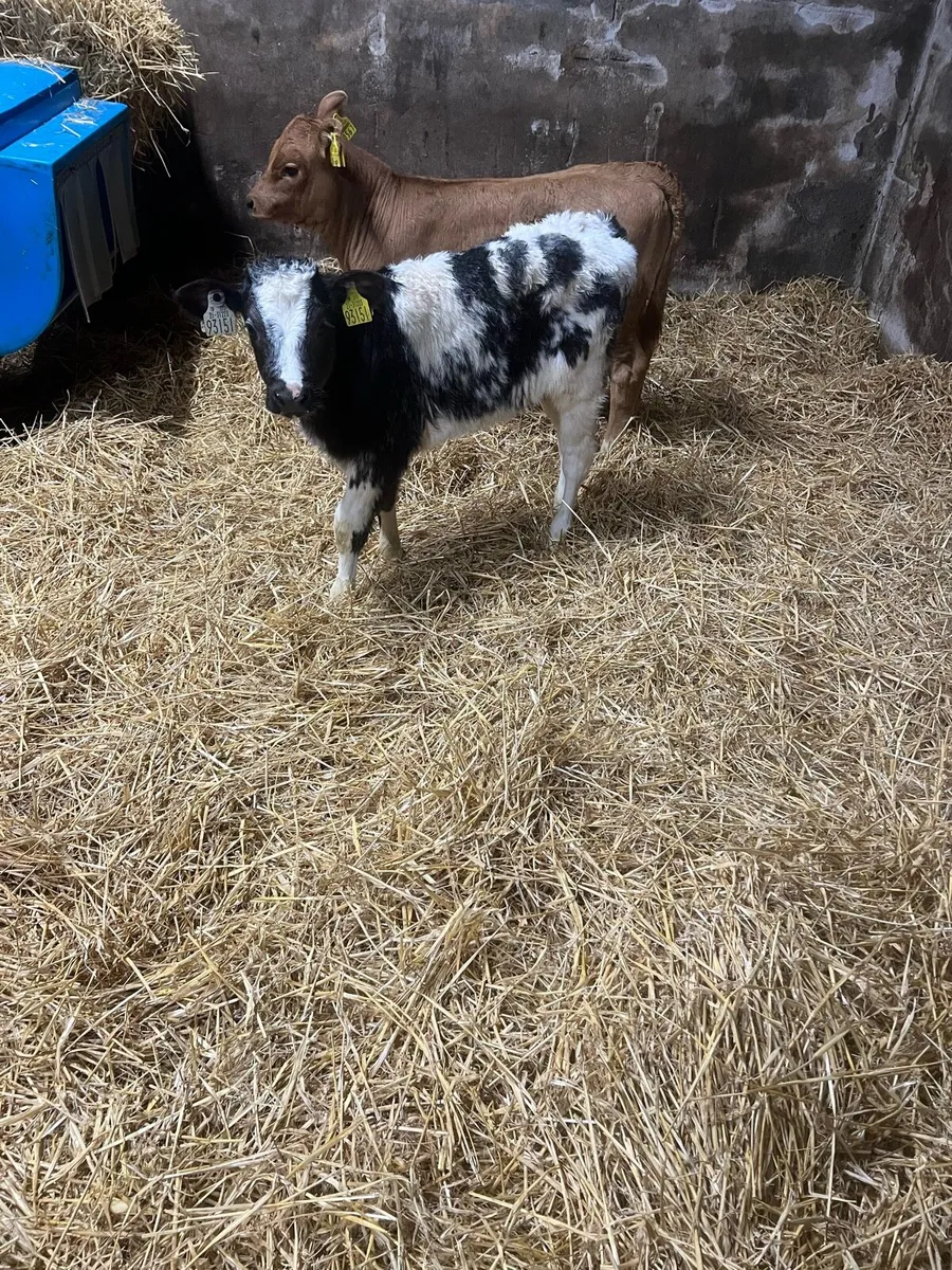 Continental heifer calf’s for sale - Image 1