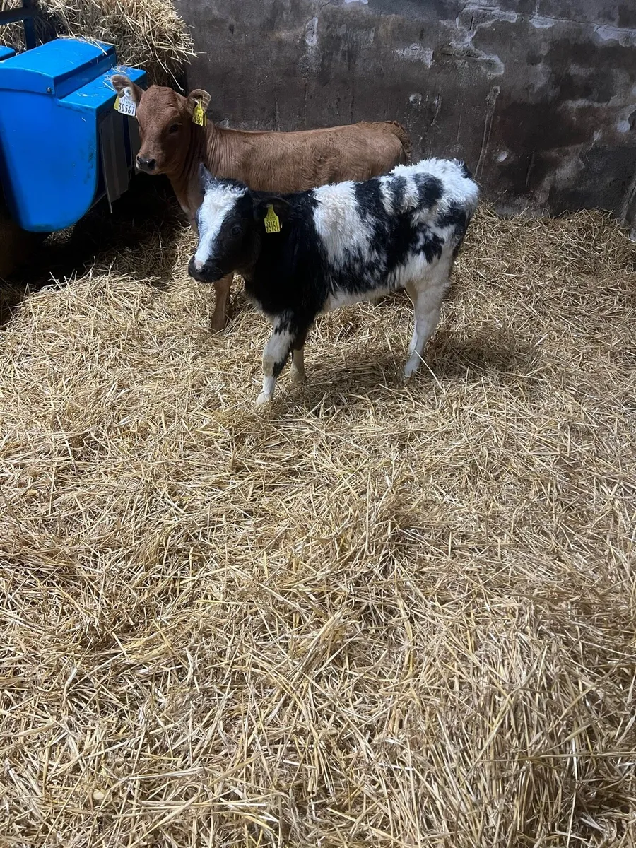Continental heifer calf’s for sale - Image 2