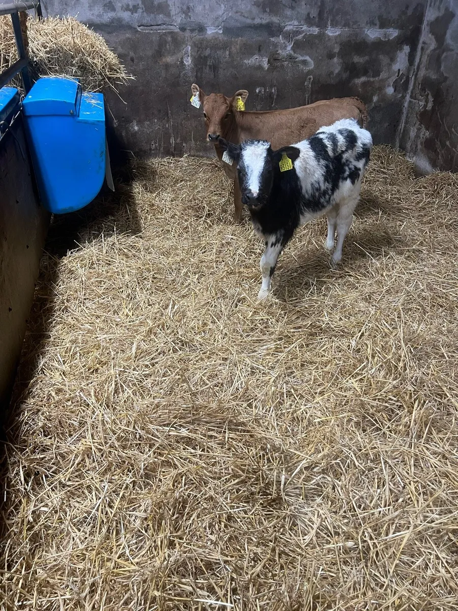 Continental heifer calf’s for sale - Image 3