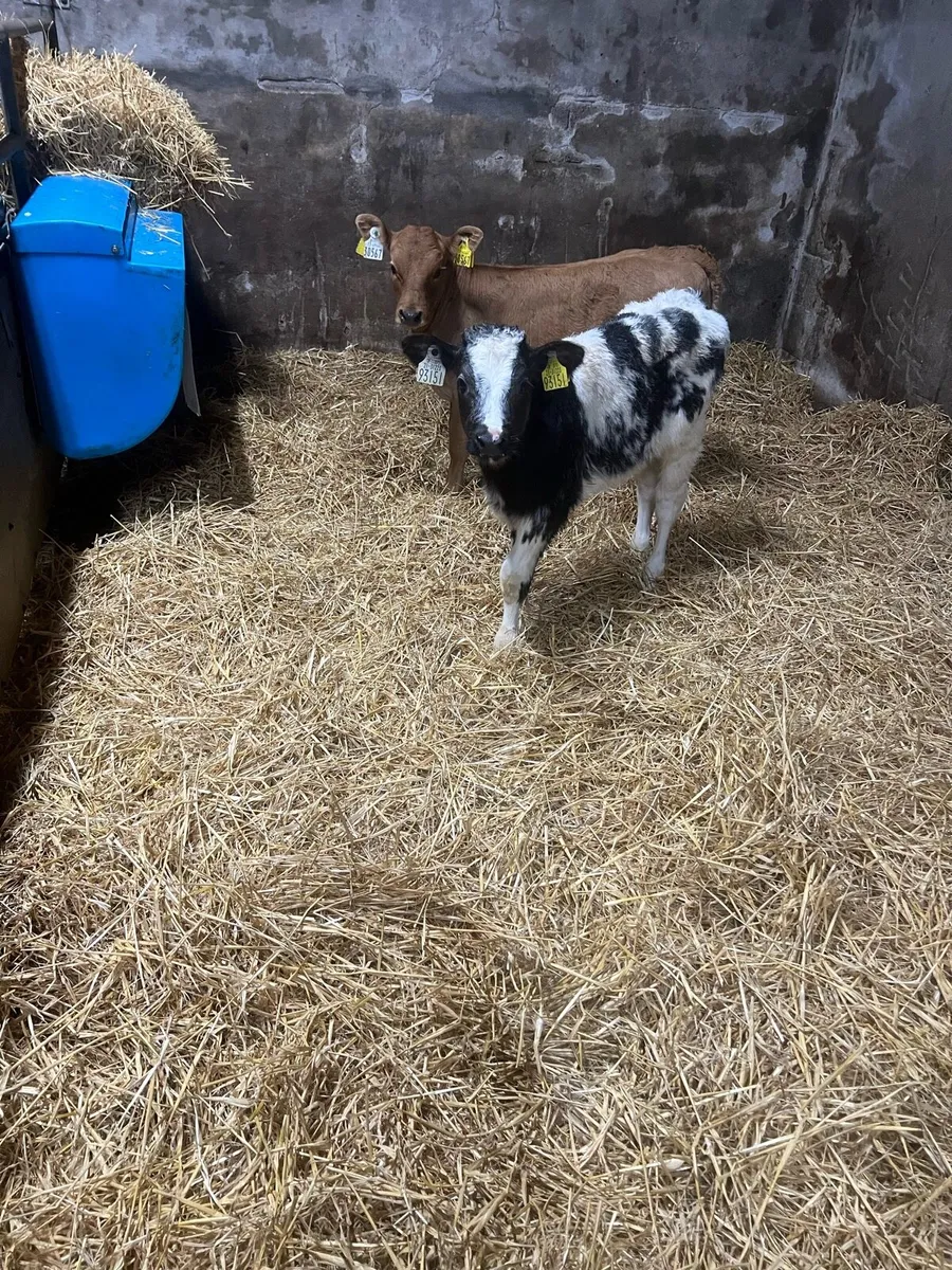 Continental heifer calf’s for sale - Image 4