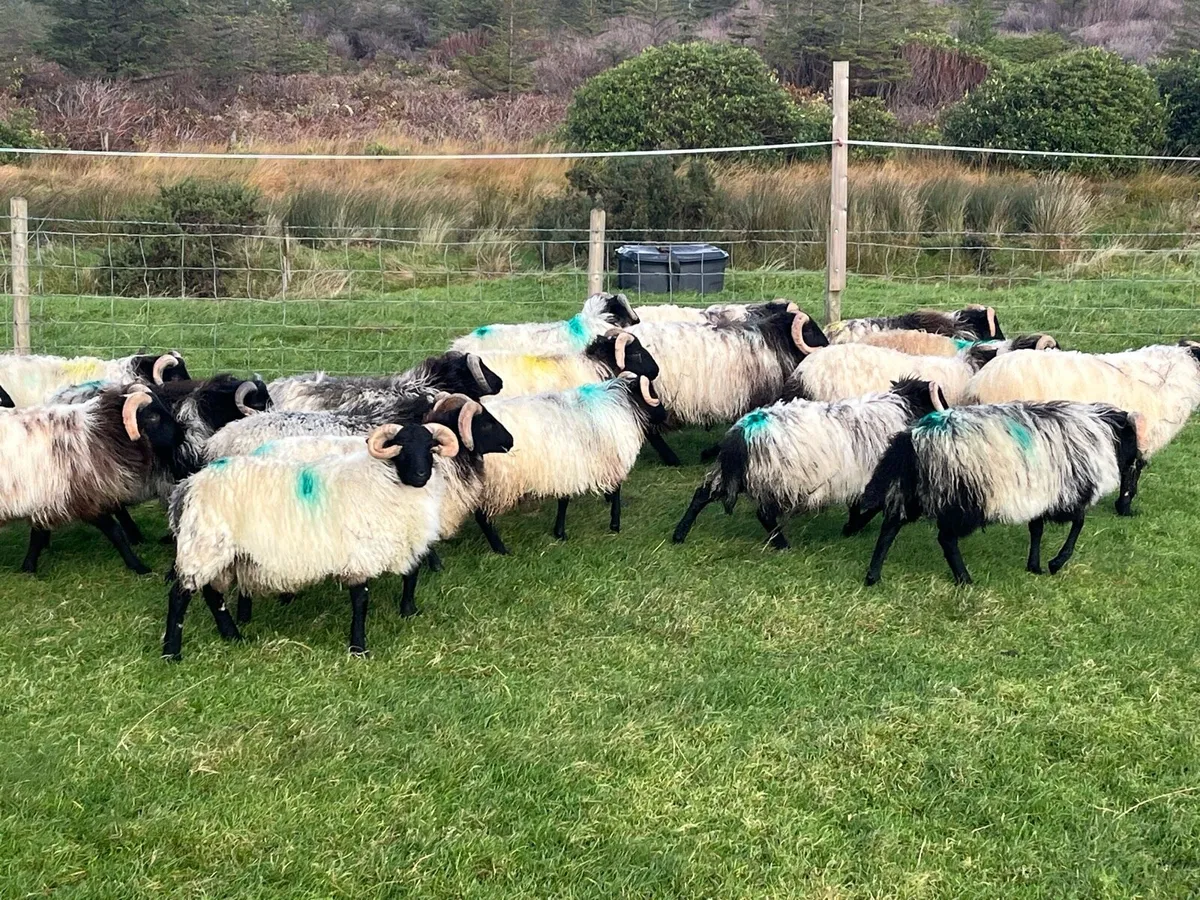 Mayo blackface ram lambs - Image 2