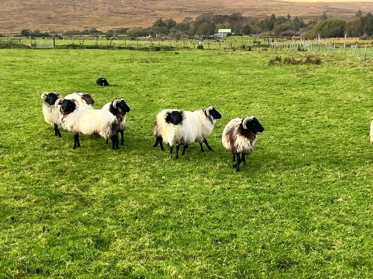 Mayo blackface ram lambs - Image 3