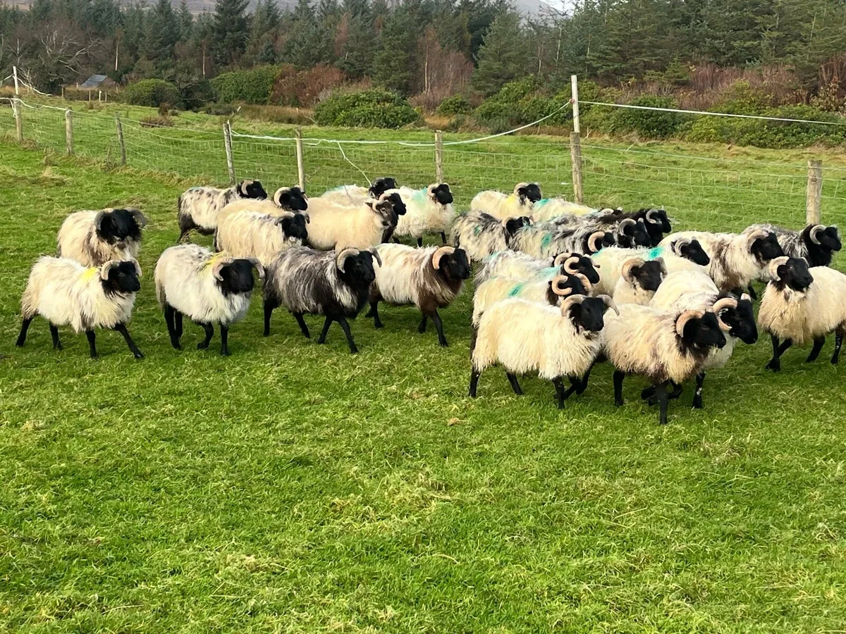 Mayo blackface ram lambs - Image 1